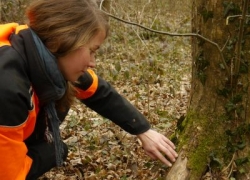 Baumkontrolle in einem Waldkindergarten