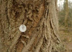 Nummerierter Baum aus einem Baumkataster